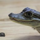 Spectacled Caiman 이미지