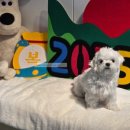 헤이댕댕 이미지