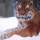 카리스마 이미지