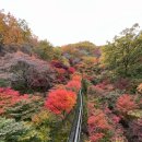 다정유치원-1구간 | 지금 화담숲 숙소 곤지암 리조트 단풍놀이 후기 : 모노레일, 주차 팁, 리프트, 궁금증 해결