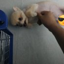 바우와우 애견샵 이미지