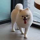 이누펫살롱 이미지