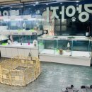 애견갤러리 강아지분양 애견샵 이미지