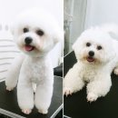 나리펫살롱 이미지