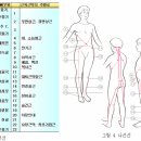 Anatomy Trains - 치료의 다양한 경로 . 이미지