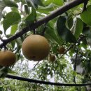 배골농장 이미지