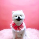 우리 애견 미용실 이미지