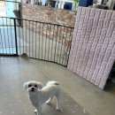 뽀숑그루밍 이미지