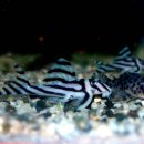 디스커스코리아 이미지