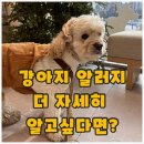 기민(주) | 강아지 알러지 검사 후기｜팍스(PAX) 알러지 검사, 일반 검사와 차이점은?