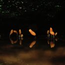 황금버섯 이미지