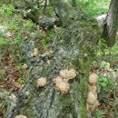 자연산표고버섯,박달상황,개회상황,말굽버섯 판매 이미지