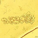 더 MECHANIC 이미지