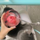 언제나고양이 브런치