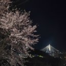 섬마을해물탕자판기 | 4월 초 꽃놀이 열심히다니고 발레하고 마녀스프 끓여먹고 기아타이거즈 직관 예매 대성공한 일기