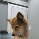 햇살가득동물병원 이미지