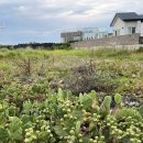 선인장을 부탁해 이미지