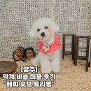 해피오브트리밍 | [양주] 덕계동 애견미용 비숑 미용 후기 “해피 오브 트리밍”