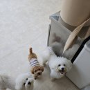 애견호텔 나무야 이미지