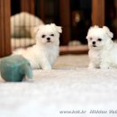 히든밸리켄넬 이미지