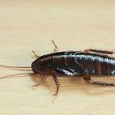 바퀴벌레119