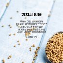 겨자씨 믿음 (눅17:1-19) 이미지