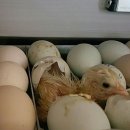 청계마을민박 이미지