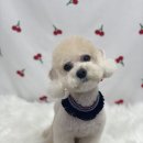 봄가을 애견미용 이미지