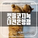 대전 은행동 핫플 신상 고양이 카페 캣플코지눅 대전은행점 다녀온 후기