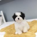 강아지집