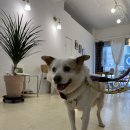 카페소안 문화촌점 이미지