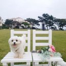 꼬두메 | 원 데이 원 굿 (one day 1good) 응원 챌린지(from 꿈꾸는 최변님)