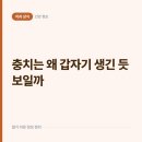 슬기로운 군산치과의원 | 충치는 왜 어느 날 갑자기 생긴 듯 보일까, 조용히 진행되는 탈회의 원리