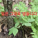 심봤다약초2