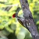 Common Flameback Woodpecker 베트남 250316 이미지