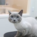 묘신사 그루밍 이미지