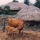 시골정취 이미지