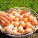 행복하닭 이미지