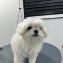 인생멍컷 네이버블로그