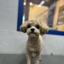 뽀숑그루밍 이미지