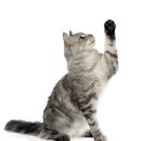 더원고양이동물병원 이미지