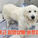 신종펫샵(파양샵)의 실태 이미지