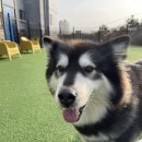 스퀘어독스 서산점 이미지