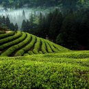 전국노래자랑_보성군편 이미지