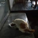 야옹하다 이미지