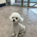 멍블리 펫살롱 이미지