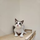 아이캣 고양이미용 호텔 | 천안고양이미용 천안고양이호텔 아이캣 ICAT을 선택하는 이유