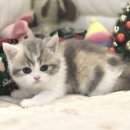 울산고양이분양 도레미캣 이미지