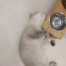 호호냥(Hohonyang) 이미지