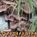말바우자연산버섯가게 이미지
